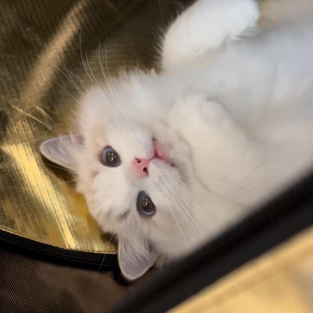 猛戳567的痔疮