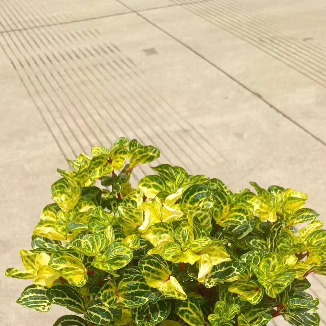 九十九果树苗木企业店