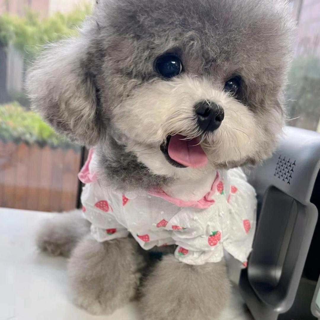 花宠里coco