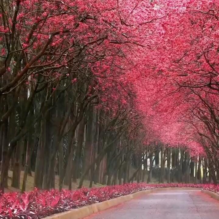 小兰🌺🌺