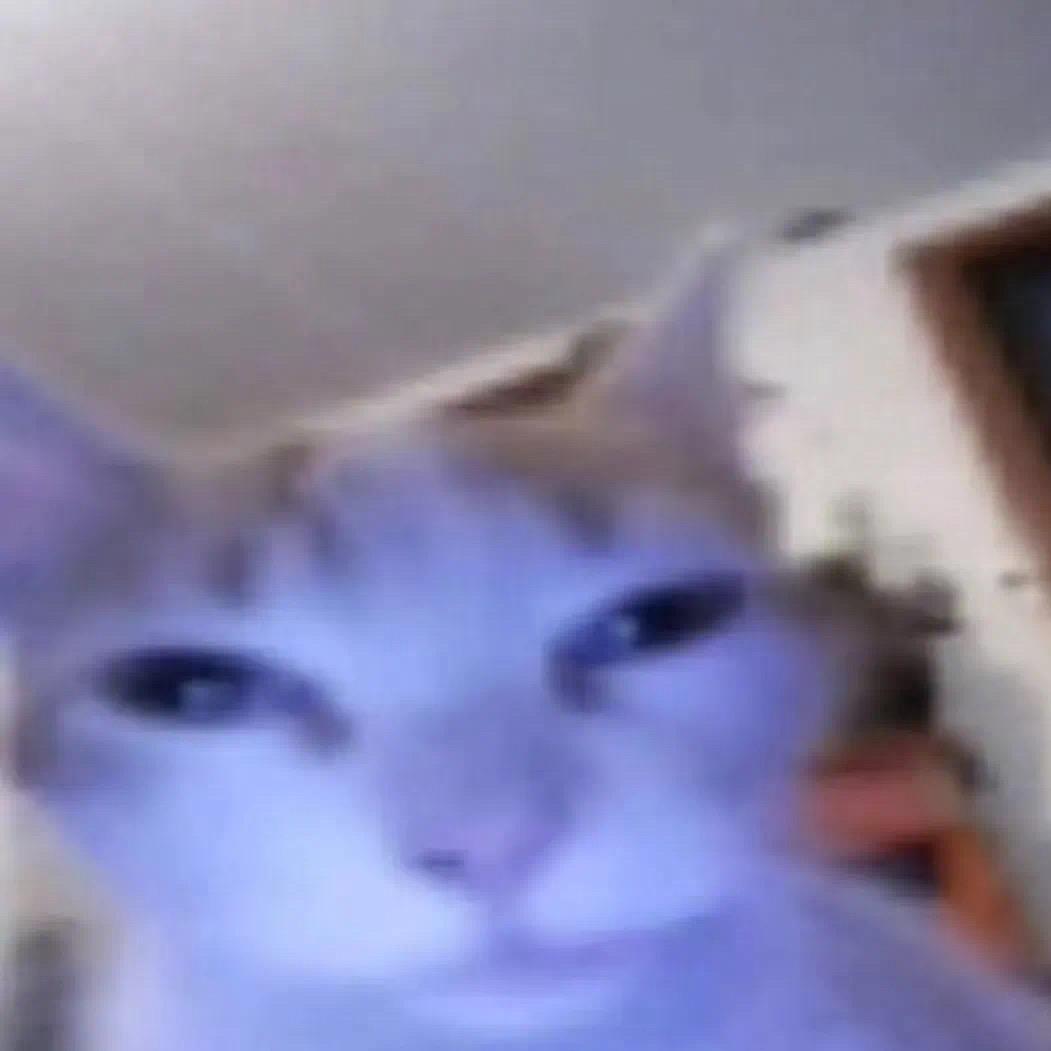 ねこ🍤