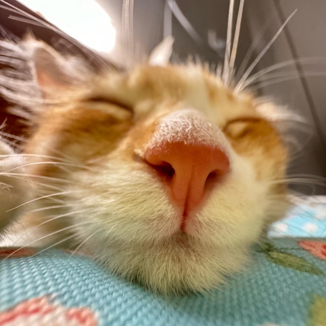 六一.