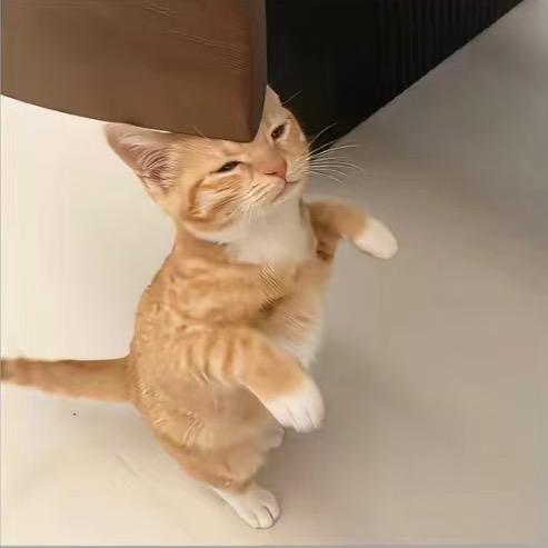 财财生鸡蛋拌饭