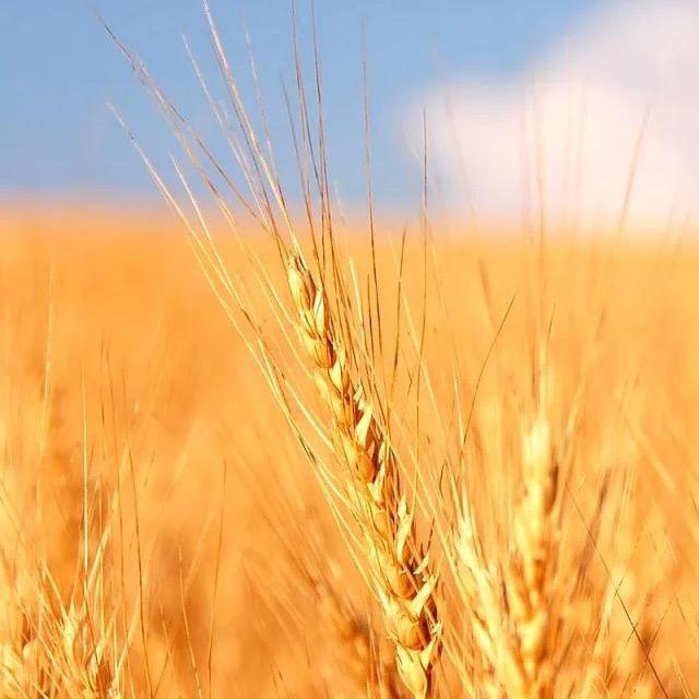 麦浪🌾