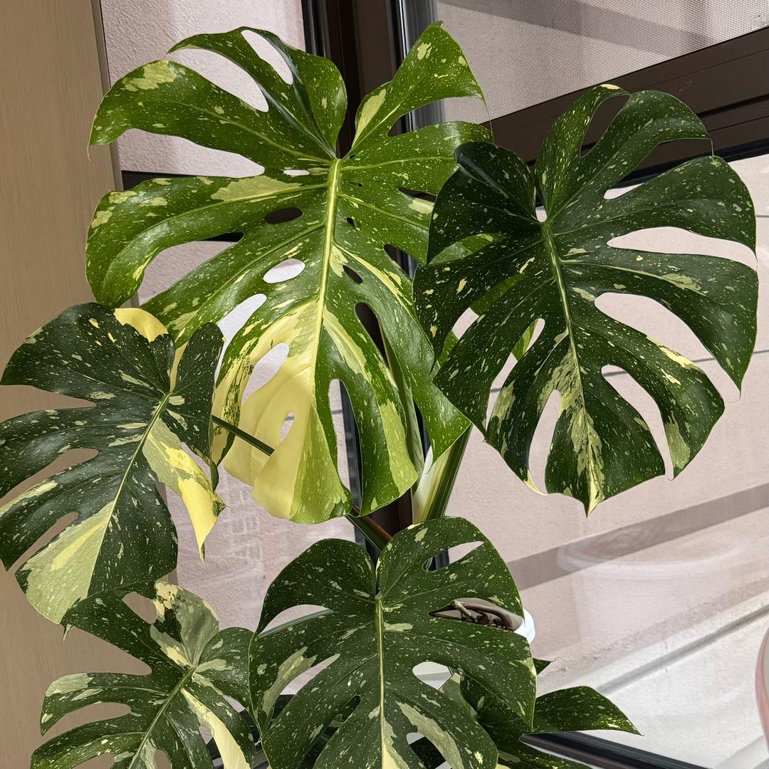 大叶植物爱好者