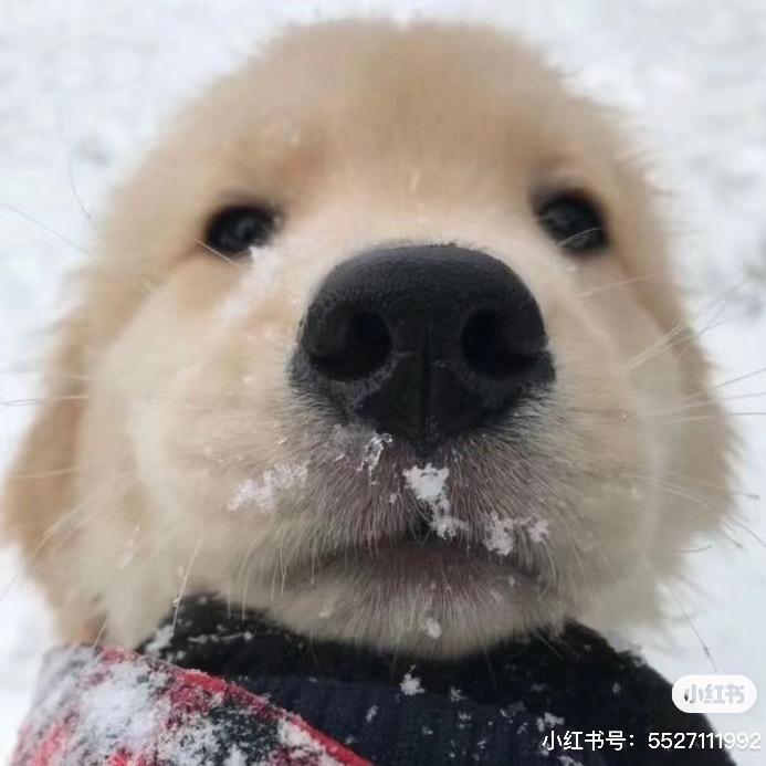 心疼北北