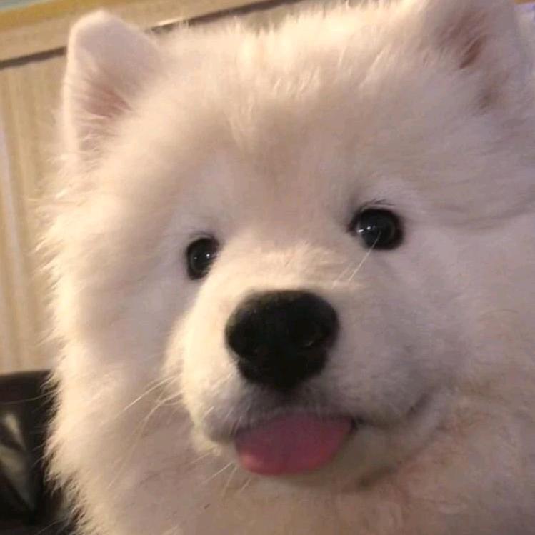 又困了大王