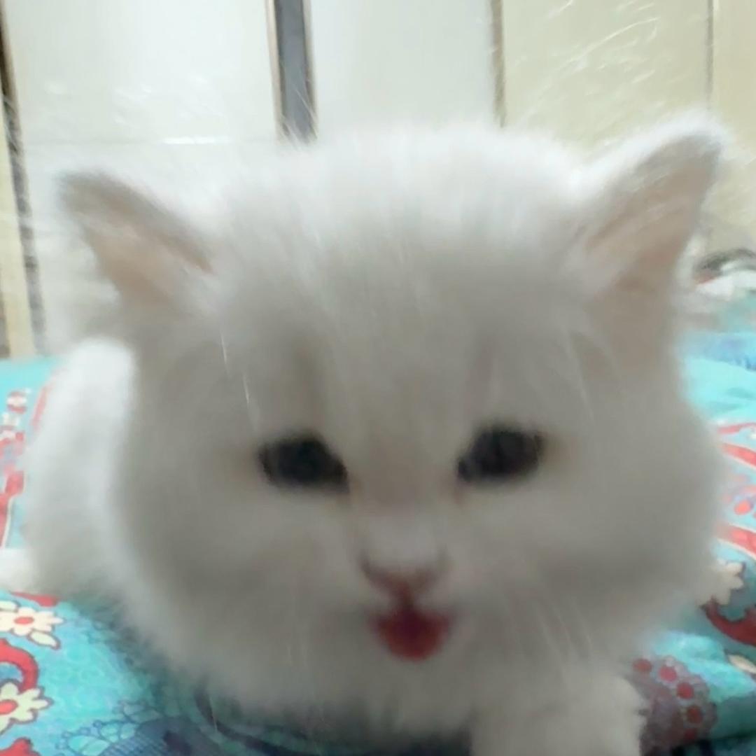 王铁锤的老父亲