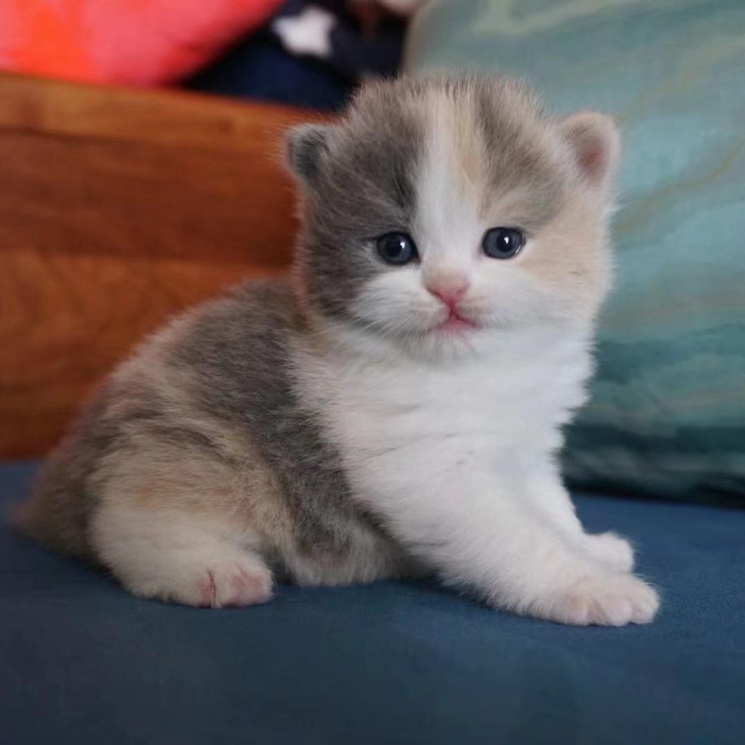 深圳喵主人直播号