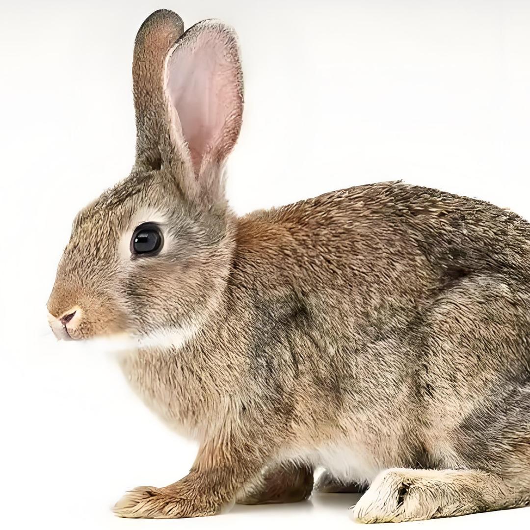 石首农村散养麻兔