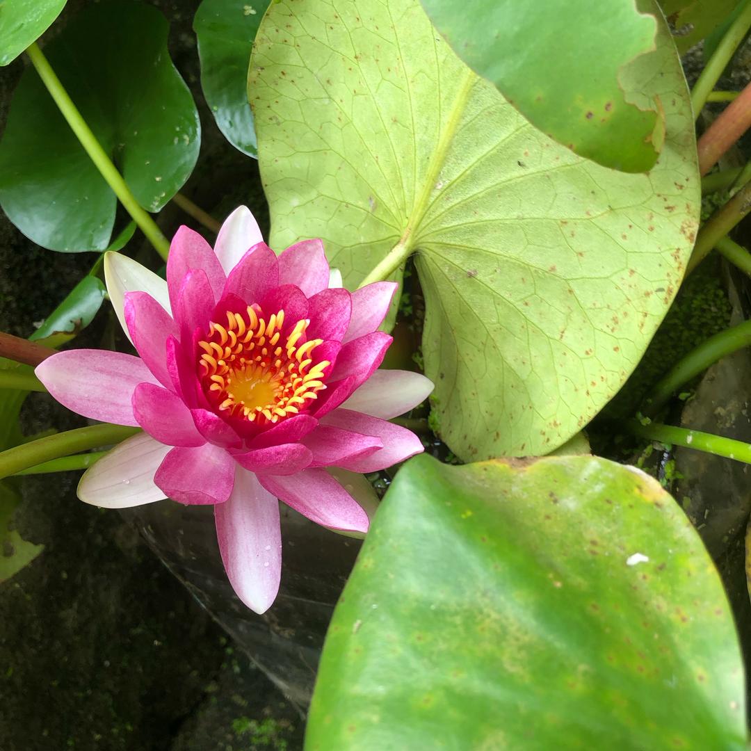 🍭糖豆不加糖🍡