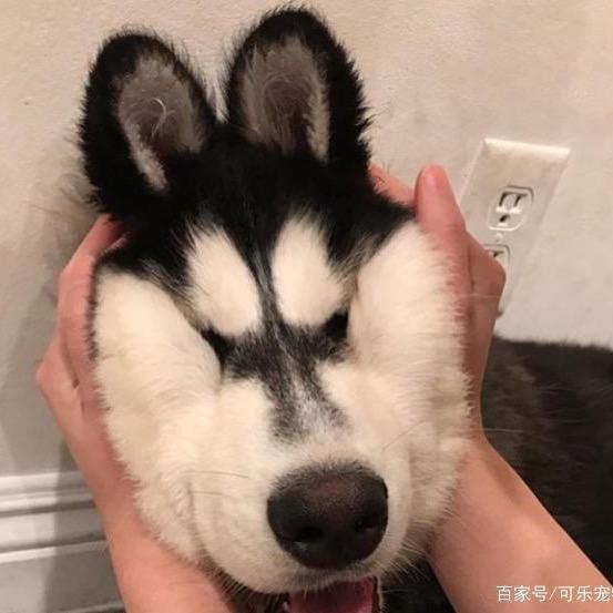 无语了