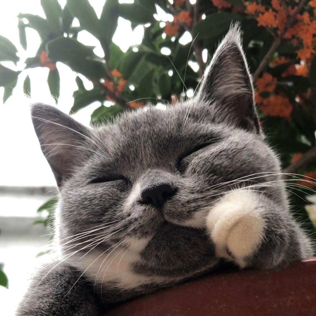 呼噜喵：张家灰