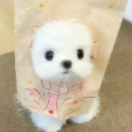 华晨宇的绯闻女友