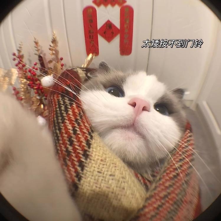 呆呆的龙虾酱