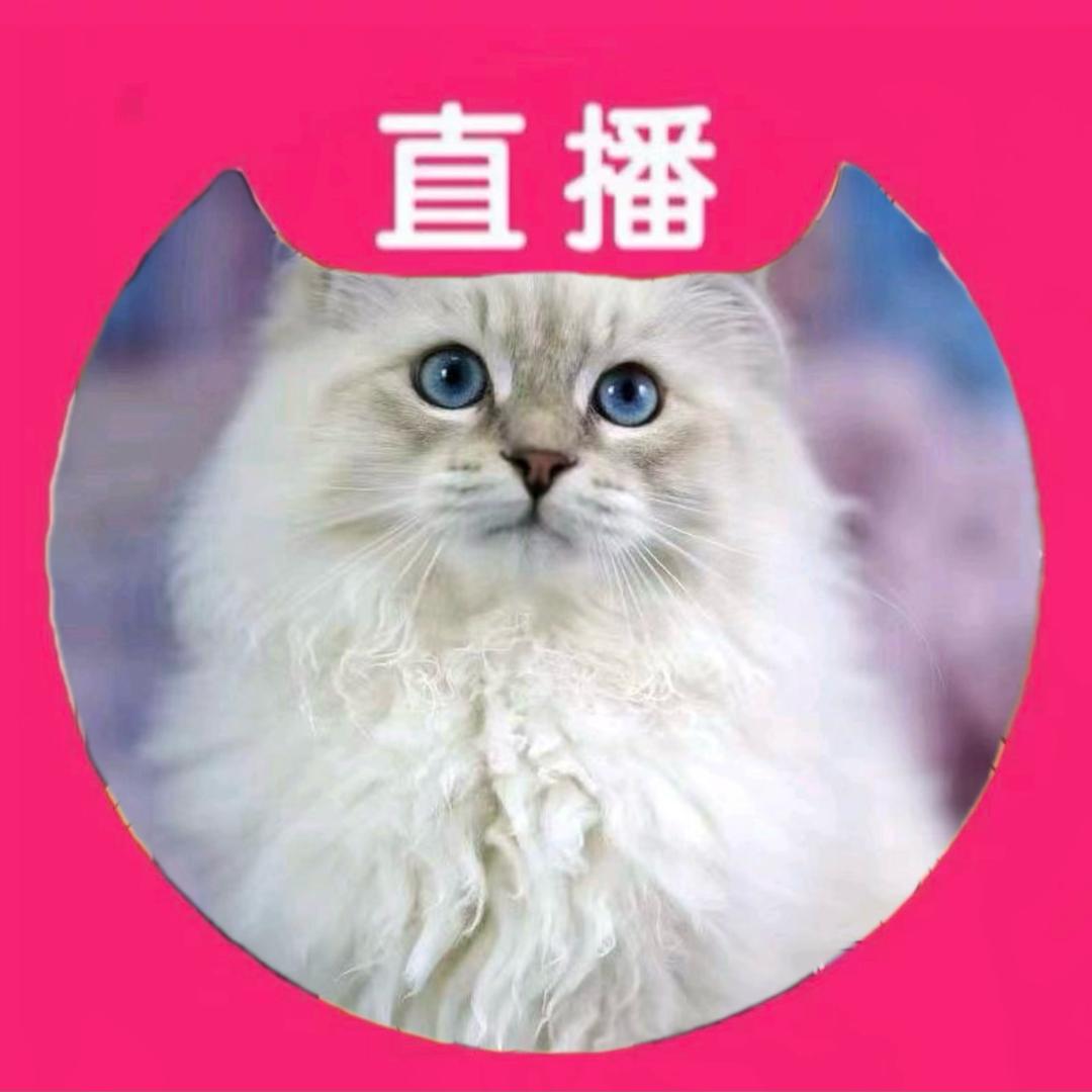 西森缅因猫奶奶家猫舍