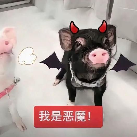 大米(贴心直属)