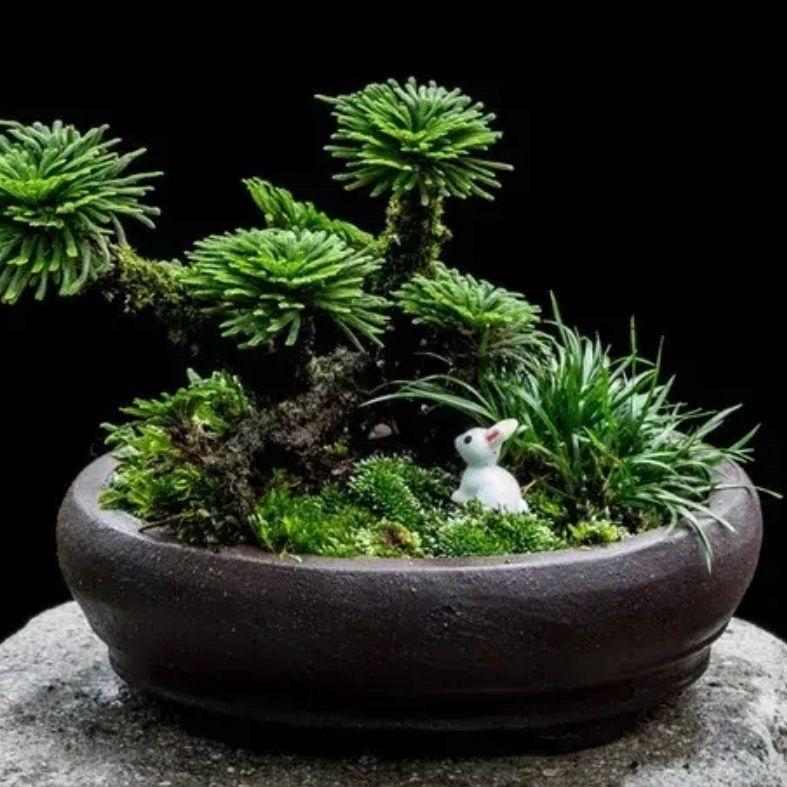 明明盆景绿植