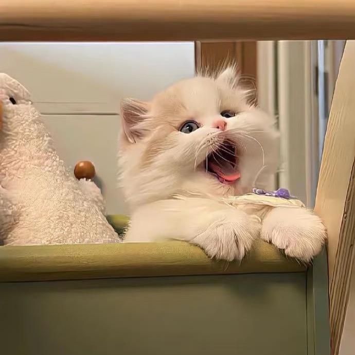 琦儿💕