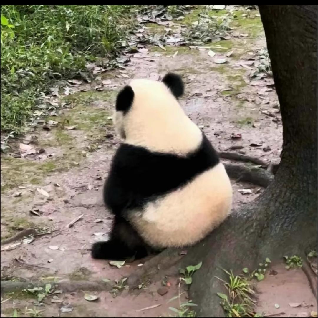 黑白团子的团长