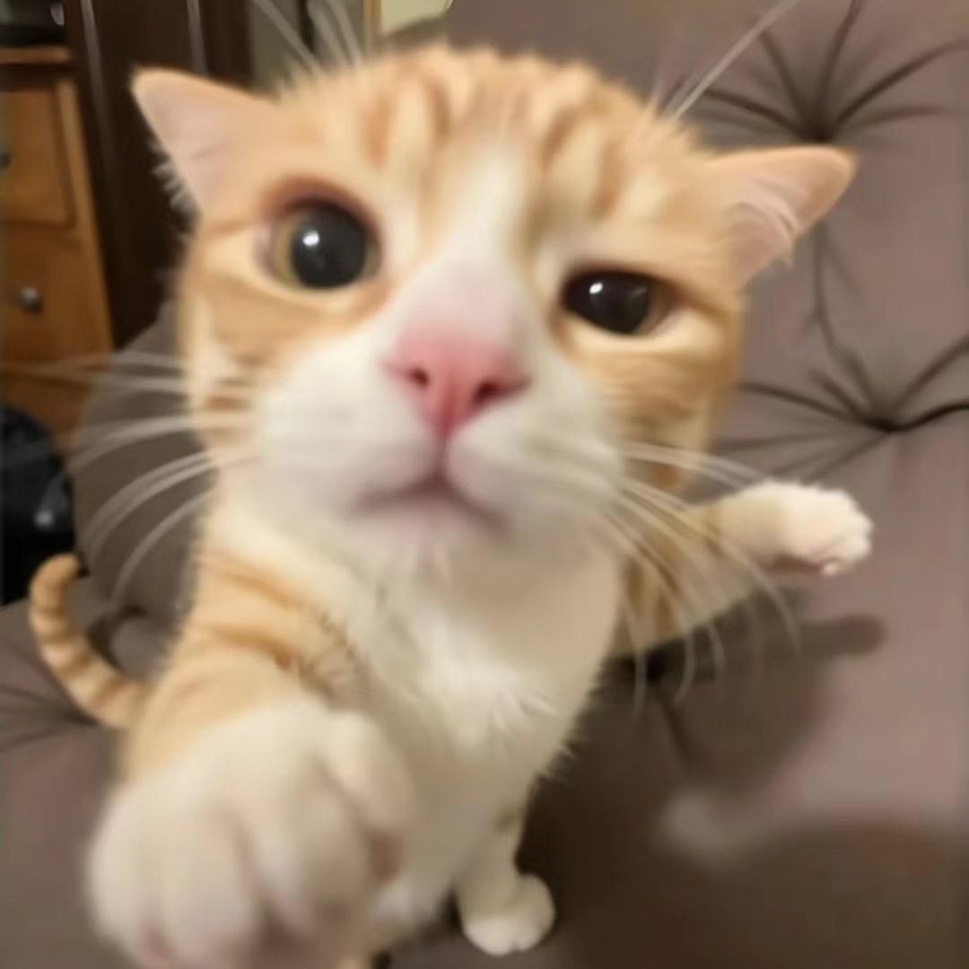 Chen橘座