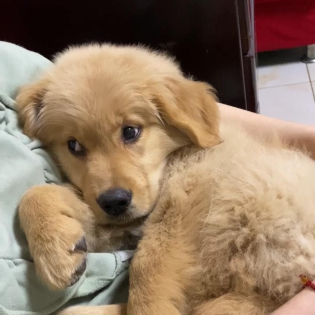 大便上的牙印🅴