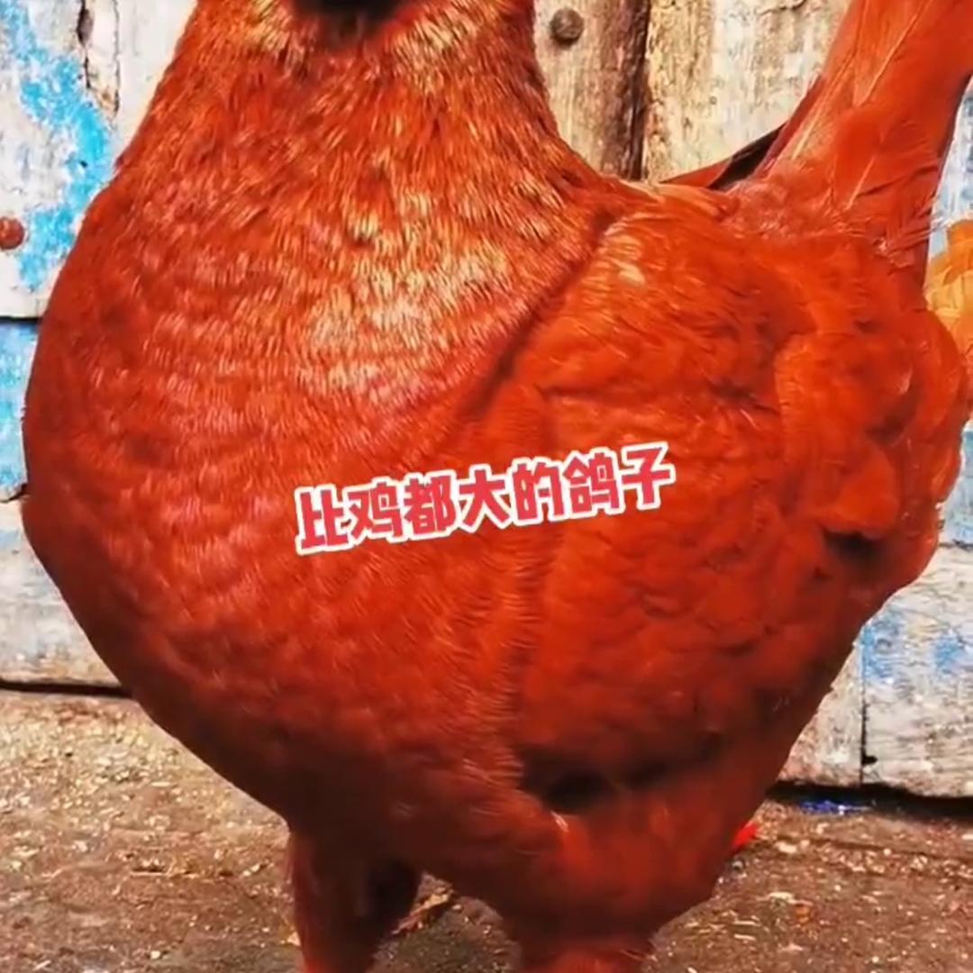 旭鸿观赏鸽养殖