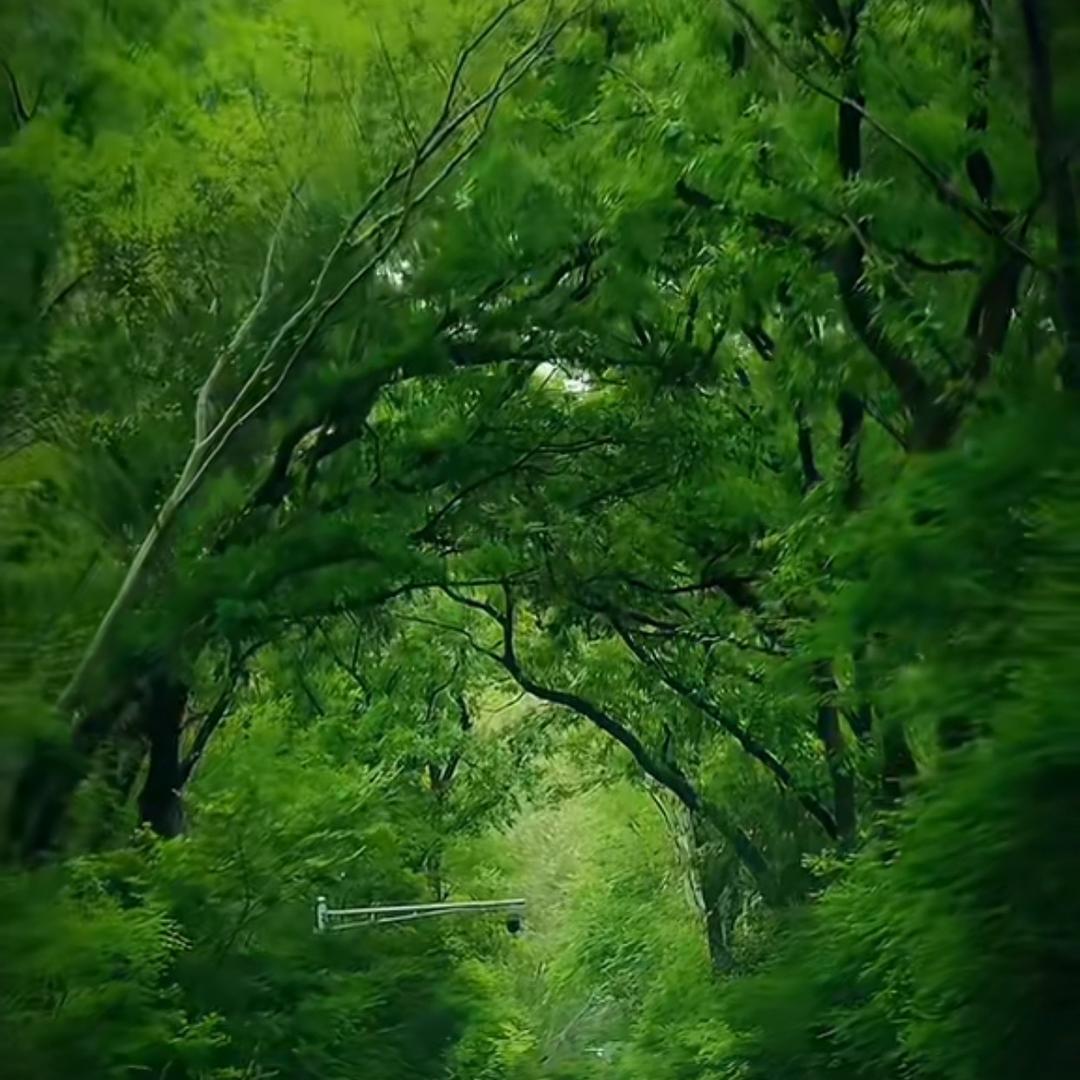 青衫知夏🧮