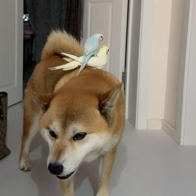拉菲🐶的鹦鹉们🦜