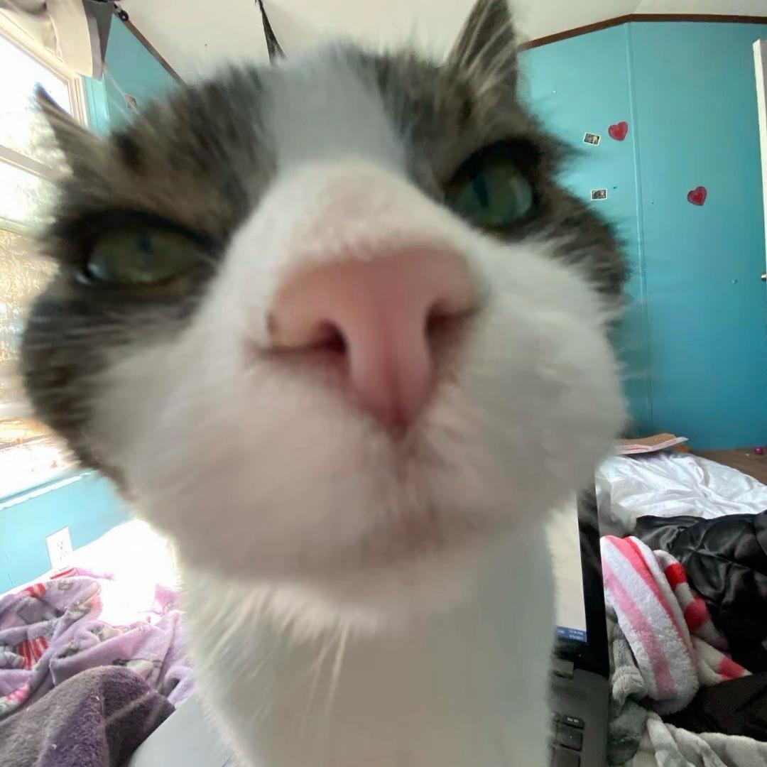硕硕
