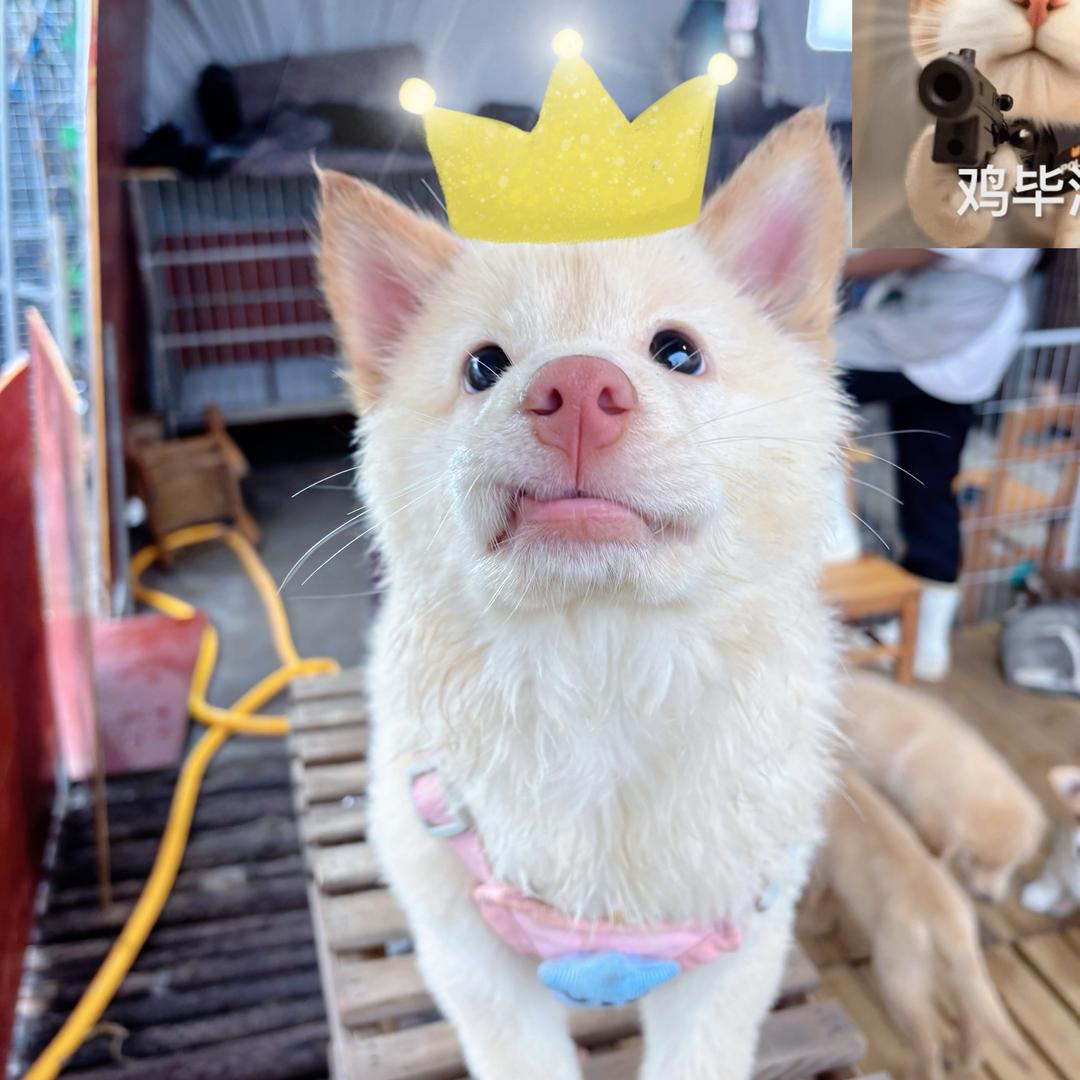 云南萌点宠物～小小宝