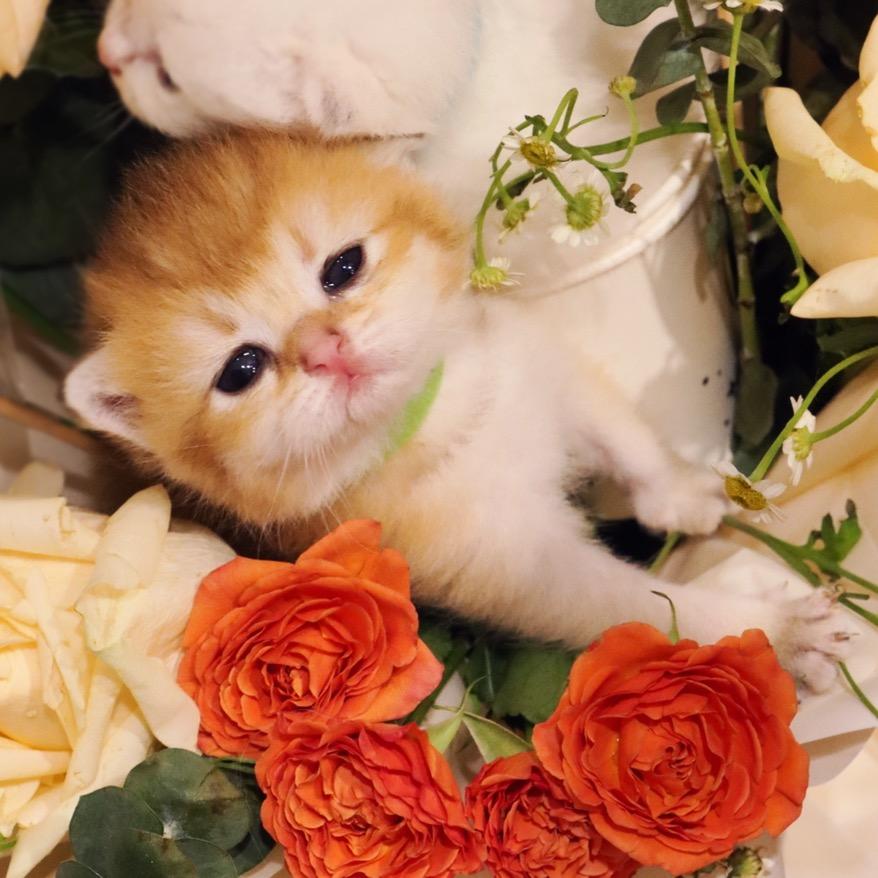 长沙风入松·猫咖·猫舍