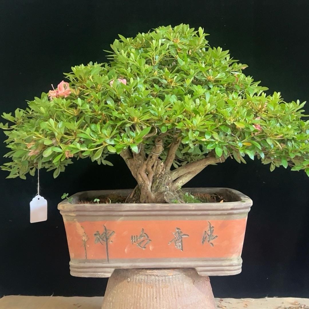 小何换号了，关注 金华小何园艺