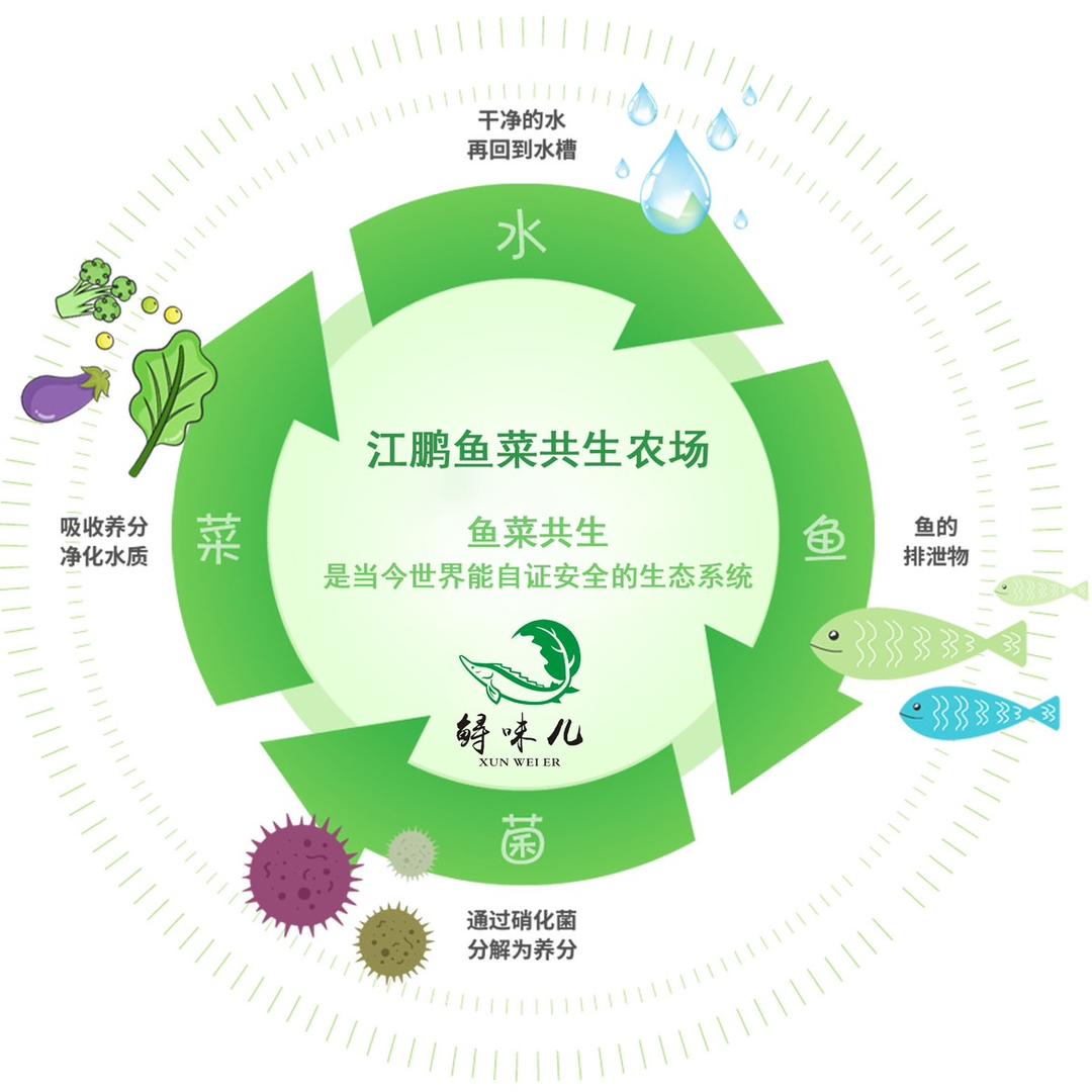 江鹏鱼菜共生农场