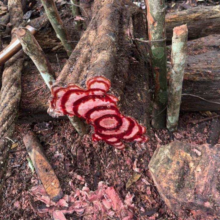 野丫头山⛰️货