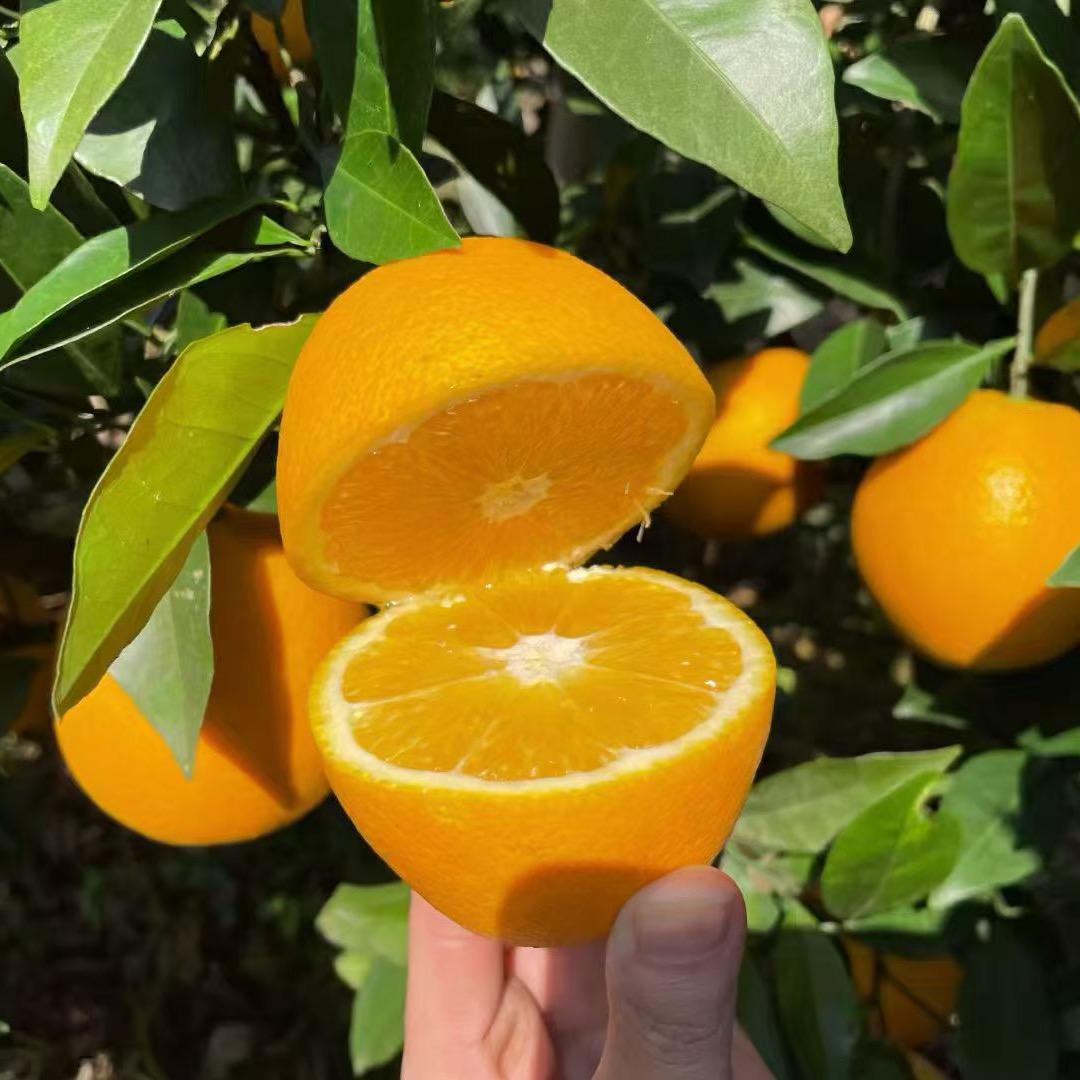 赣南脐橙