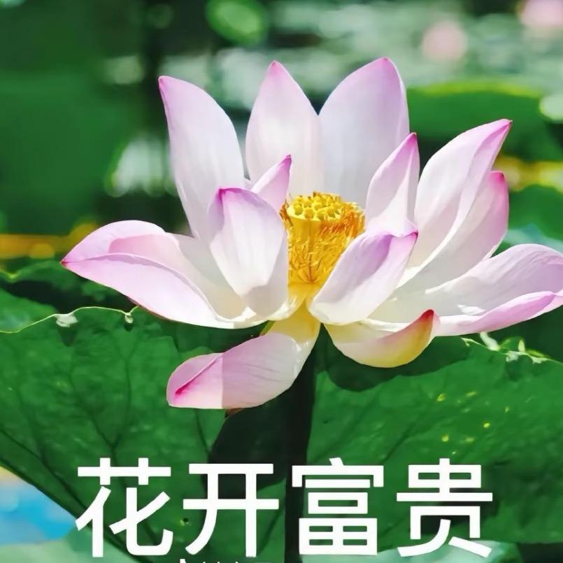 花开富贵*