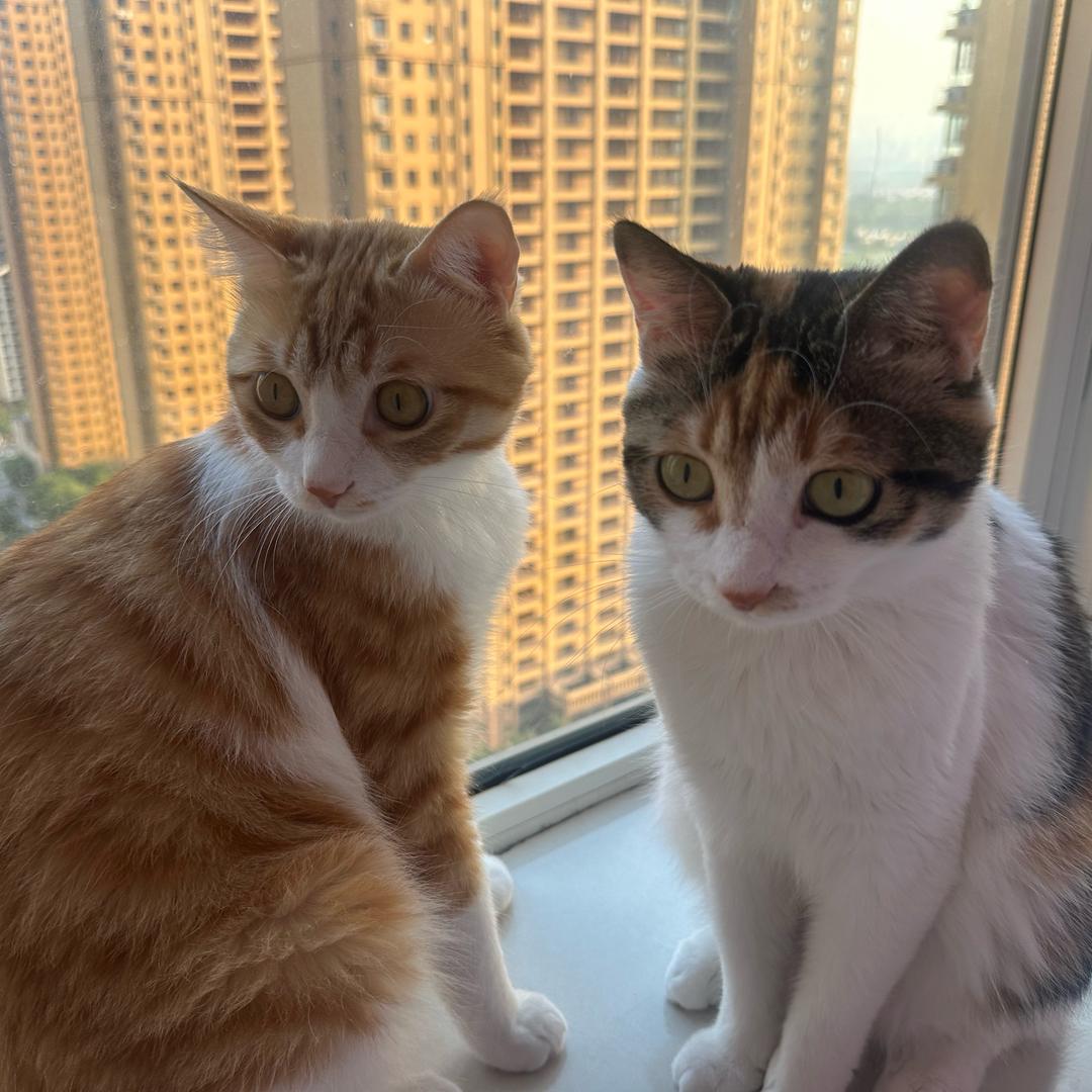三只猫咪的麻麻🐱👩
