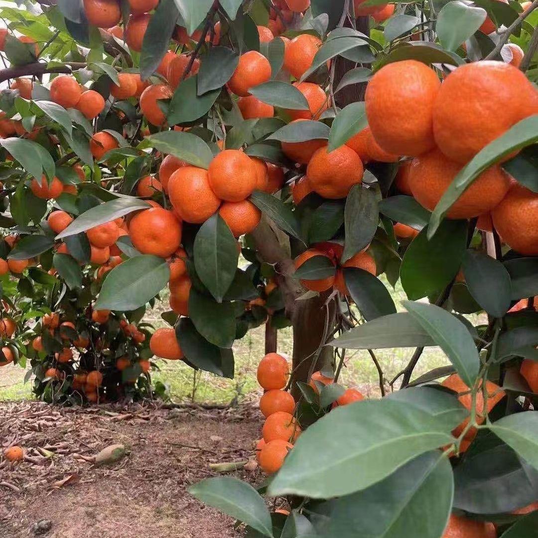 绿康农资吊药黄化营养液批发（小李）