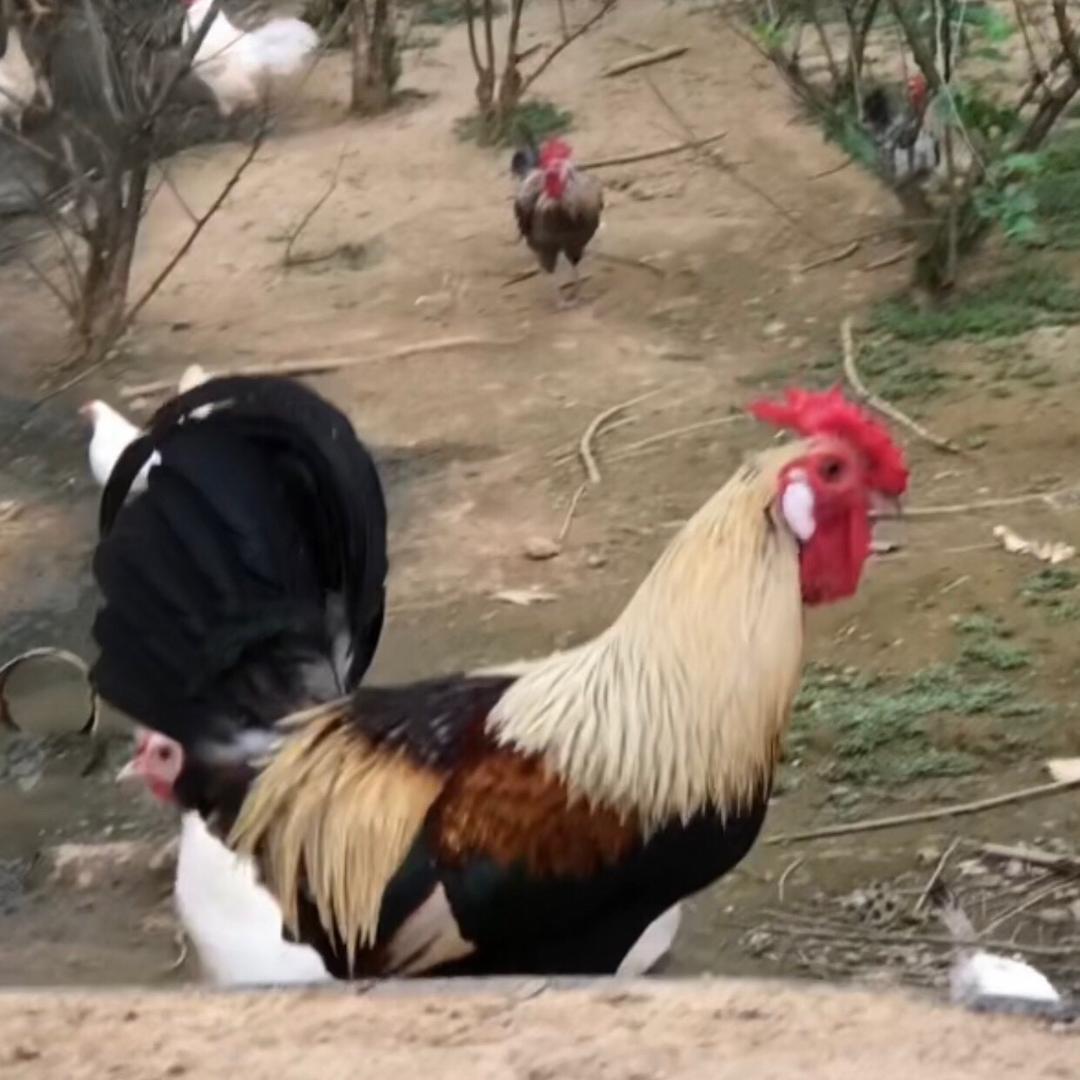 盐哥鹊山鸡