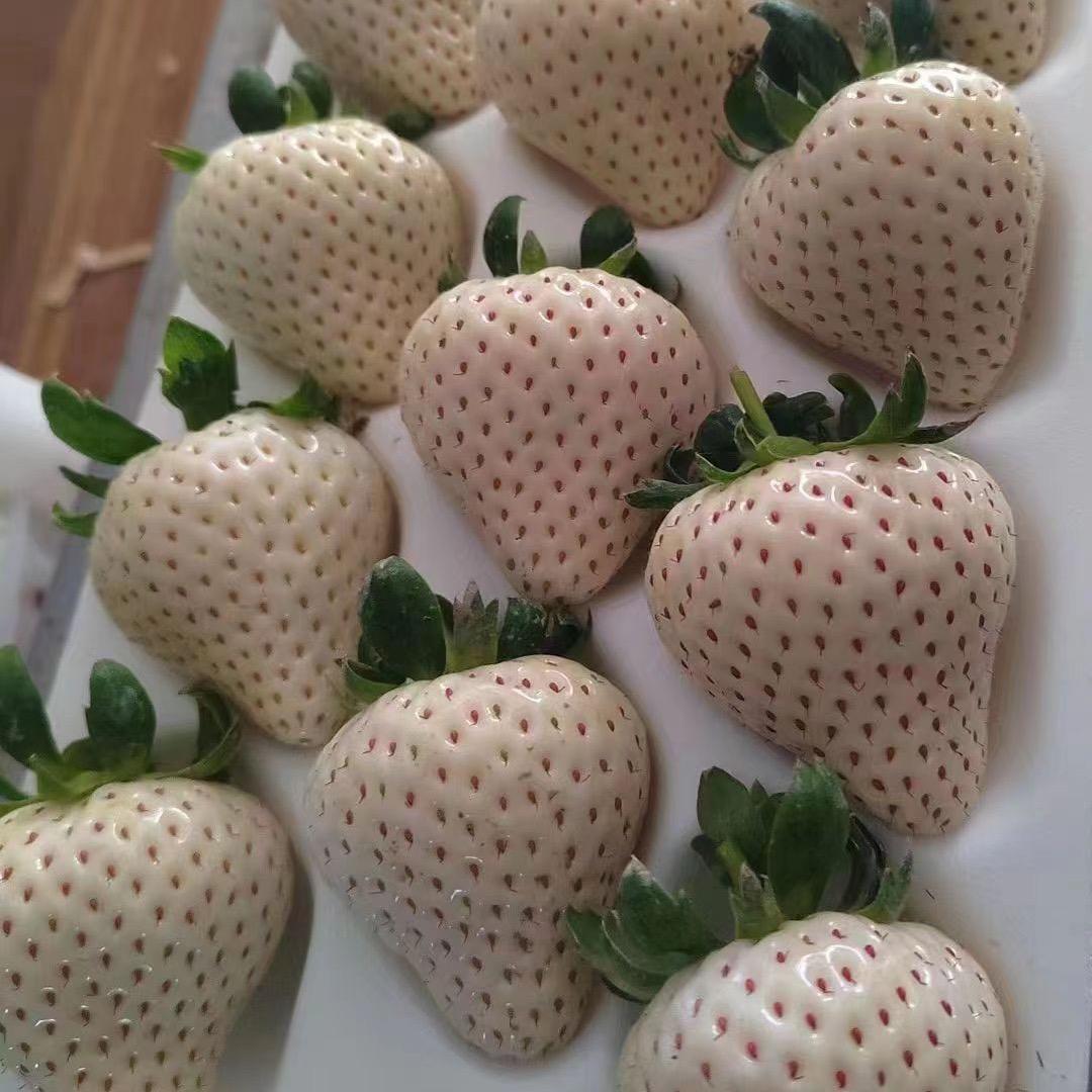 建德小芹草莓