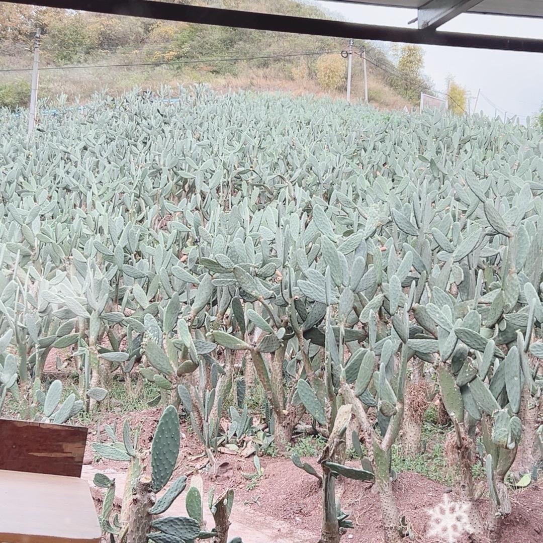 仙人掌种植、果汁店