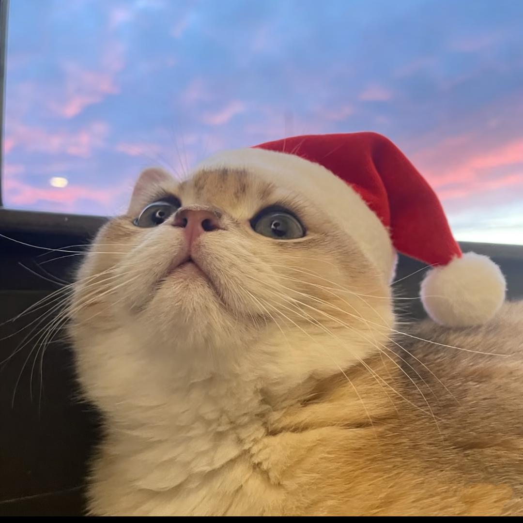 Ale