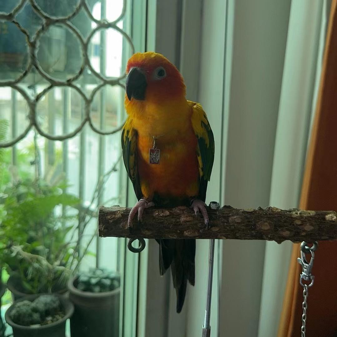 小智