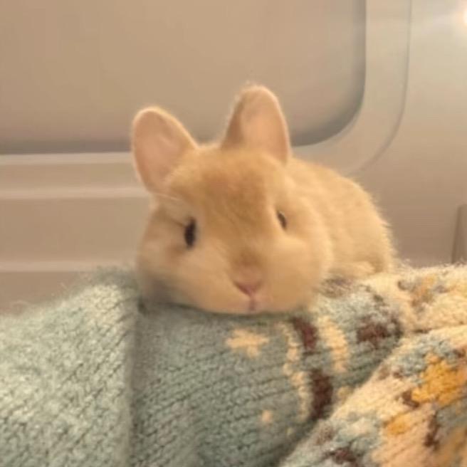 _突突兔属猫🐱