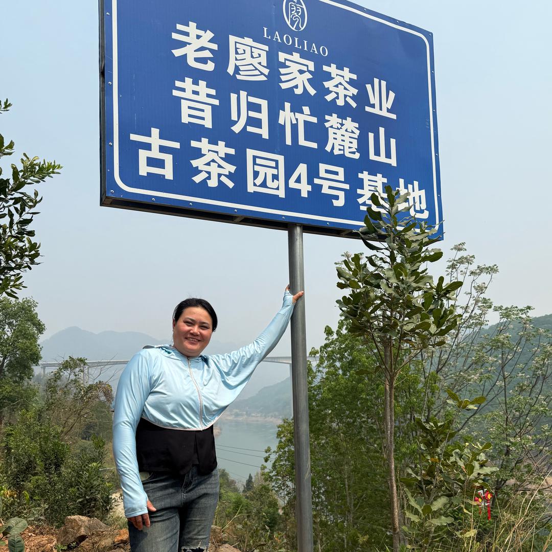 云南临沧昔归忙麓山古茶～34号（大表姐）