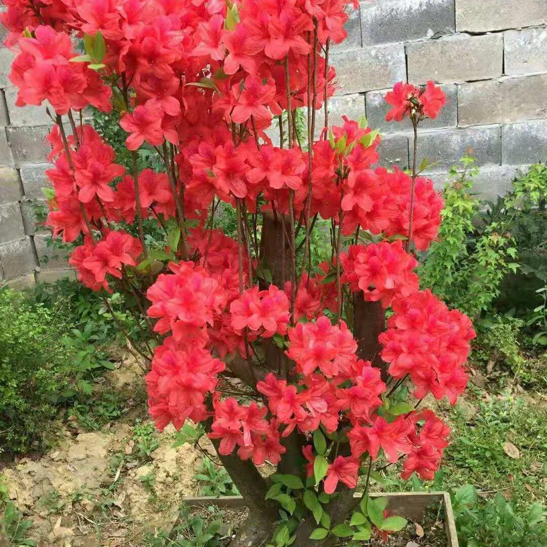 搬砖人🔆🔆