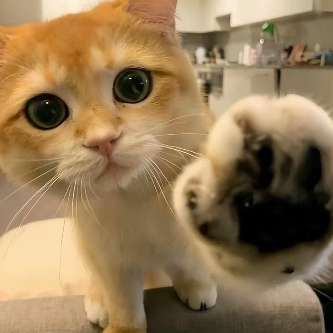 A.