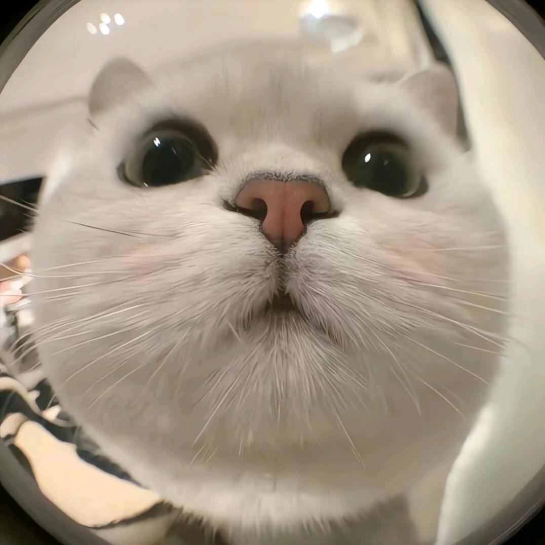 小猫meme小剧场