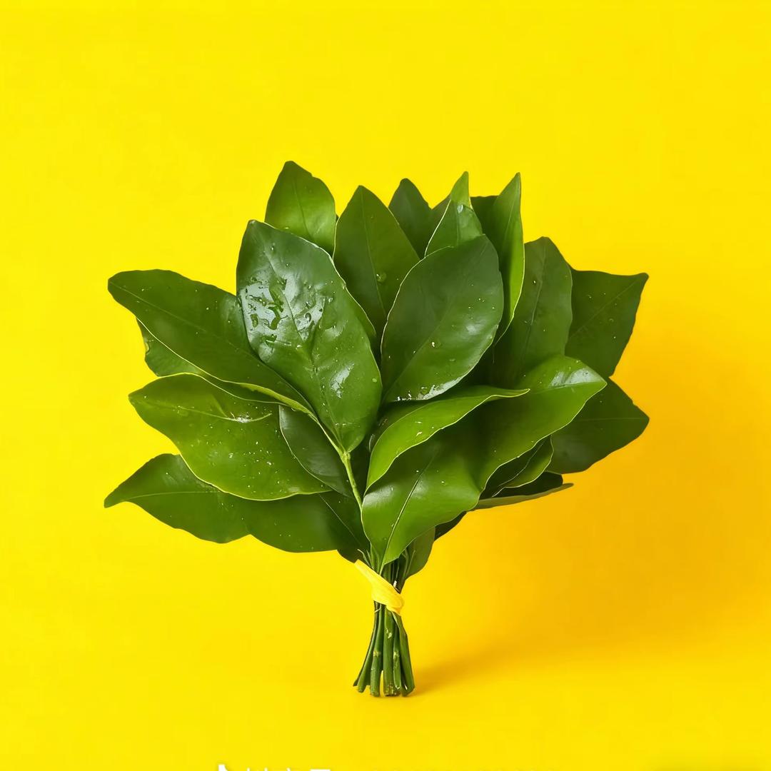 毛毛🪶李羽墨助理